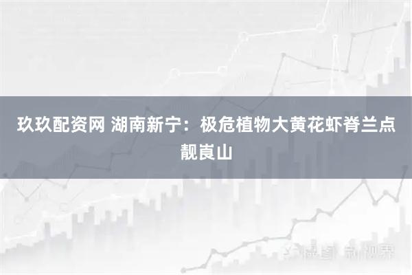 玖玖配资网 湖南新宁：极危植物大黄花虾脊兰点靓崀山